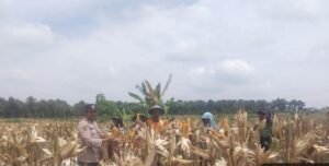 Polsek Dander Sambangi Petani Saat Panen Jagung, Dukung Ketahanan Pangan